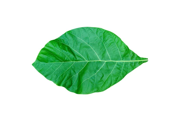 Green Leaves Pattern Leaf Teak Isolated White Background Include Clipping — Stock Photo, Image