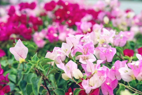 Belle Fleur Bougainvillea Pour Texture Papier Peint Fond — Photo