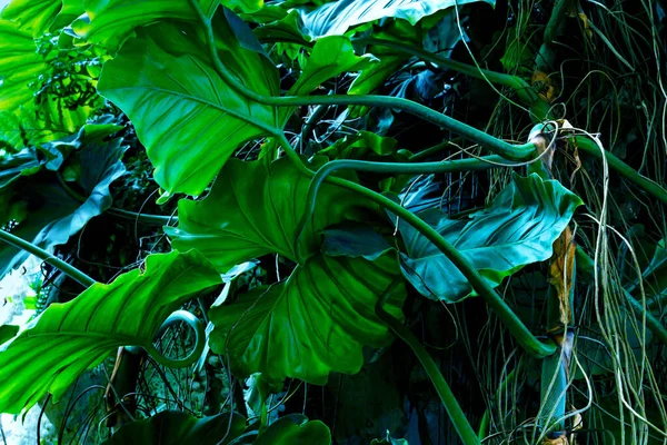 Patrón Hojas Verdes Planta Hojas Tropicales Bosque —  Fotos de Stock