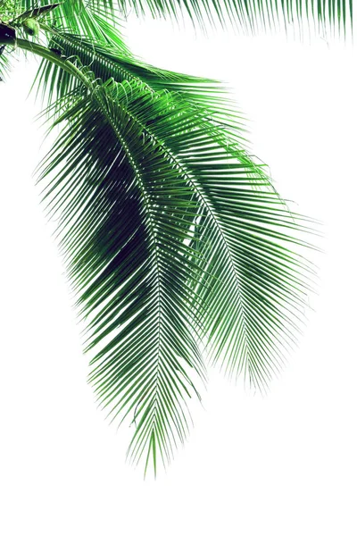 Beyaz Arkaplanda Yalıtılmış Yaprak Hindistan Cevizi Ağacı Yeşil Yapraklar Desen — Stok fotoğraf