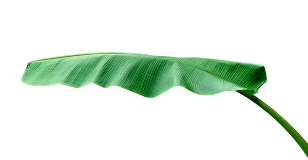 Padrão Folhas Verdes Banana Folha Isolada Fundo Branco Incluem Caminho — Fotografia de Stock