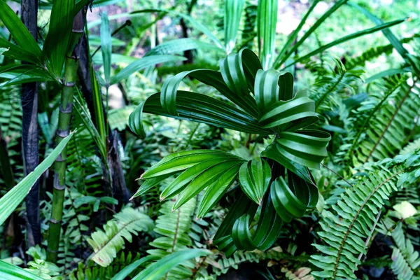 Groene Bladeren Patroon Palmblad Het Bos — Stockfoto