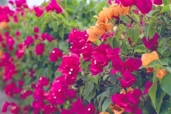 Belle Fleur Bougainvillea Pour Texture Fond Écran Foyer Doux — Photo