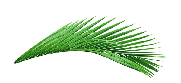 Groene Bladeren Patroon Blad Palmboom Geïsoleerd Witte Achtergrond Omvatten Knippen — Stockfoto