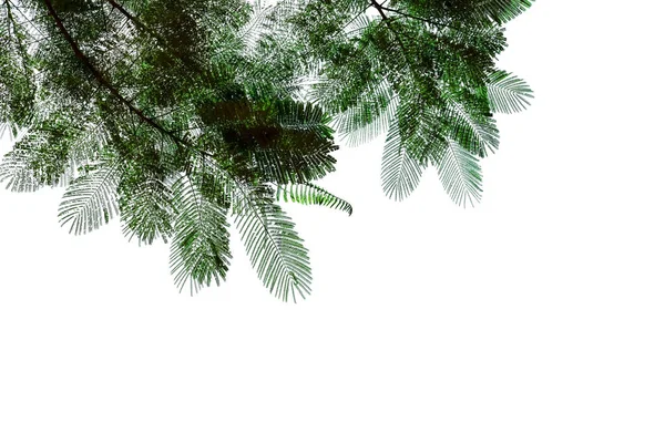 Folhas Verdes Padrão Folha Árvore Chama Isolada Fundo Branco Flam — Fotografia de Stock