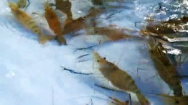 Restoranda satılık nehir karidesi