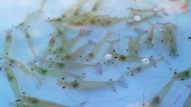 Restoranda satılık nehir karidesi