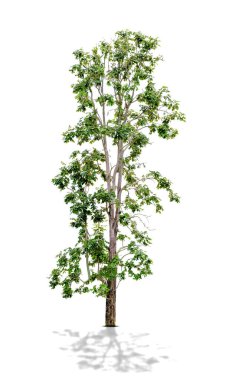 beyaz arkaplanda izole edilmiş yeşil ağaç