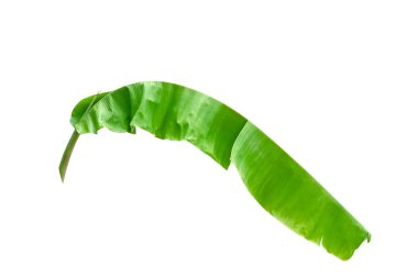 Yeşil yapraklar desen, beyaz arkaplanda yalıtılmış yaprak muz, kırpma yolunu içerir