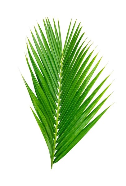 Groene Bladeren Patroon Blad Palmboom Geïsoleerd Witte Achtergrond — Stockfoto