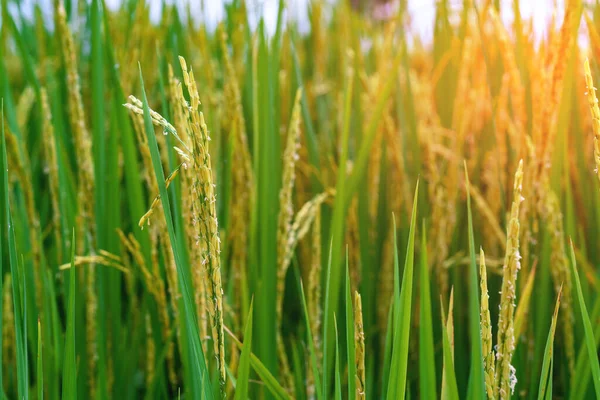 Paisagem Campos Arroz Com Luz Dourada Tailândia — Fotografia de Stock