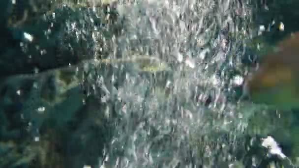 Zblízka Pohyb Vody Vzduchové Bubliny Akváriu — Stock video