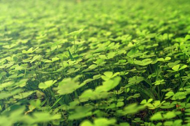 Yeşil yapraklar desen, yaprak yonca veya su yoncası arkaplanı
