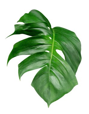 Yeşil yapraklar desen, beyaz arkaplanda izole edilmiş yaprak canavarı, kırpma yolunu içerir