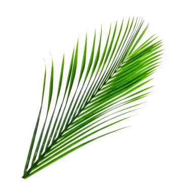 Yeşil yapraklar, beyaz sırtüstü ayrılmış yaprak palmiyesi.