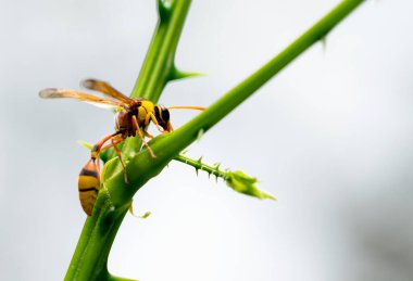 Sarı böcek yeşil ağaçta duruyor.