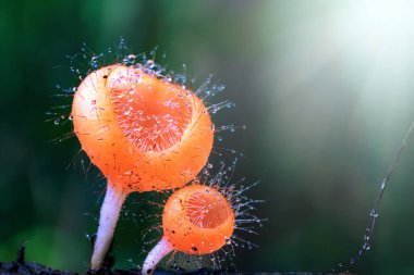 Cookeina tricholoma ya da Phylum Ascomycota yağmurda kurumuş bir tahtaya damlatılmış.