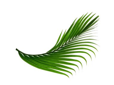 Yeşil yapraklar, beyaz arkaplanda izole edilmiş yaprak palmiyesi
