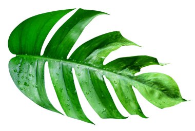 Yeşil yapraklar desen, beyaz arkaplanda izole edilmiş yaprak canavarı, kırpma yolunu içerir