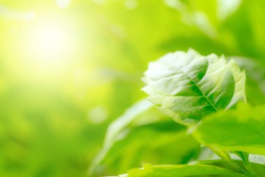 Yaz veya bahar mevsimi konsepti için yeşil yapraklar desen, yaprak bulanık desenli, doğa arka planı