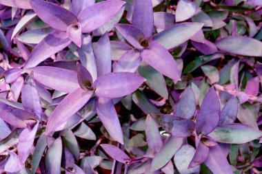 Mor yapraklar desen, yaprak tradescantia pallida ya da mor kraliçe bitki ya da bahçede mor kalp