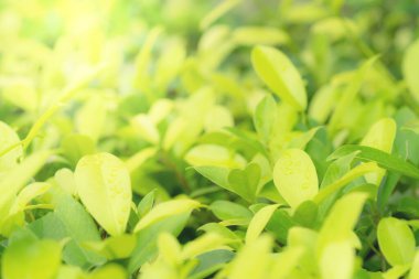 Yaz veya bahar mevsimi konsepti için yeşil yapraklar desen, yaprak bulanık desenli, doğa arka planı