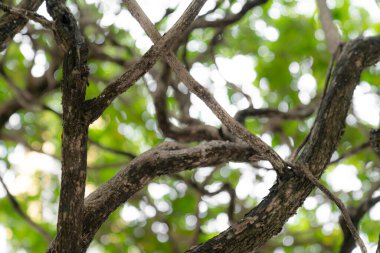 Doğal yeşil bokeh soyut arkaplan, bulanık doku