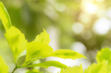 Yaz veya bahar mevsimi konsepti için yeşil yapraklar desen, yaprak bulanık desenli, doğa arka planı