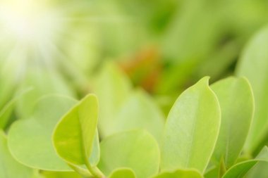 Yaz veya bahar mevsimi konsepti için yeşil yapraklar desen, yaprak bulanık desenli, doğa arka planı