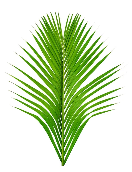 Grünes Blättermuster Blattpalme Isoliert Auf Weißem Hintergrund — Stockfoto