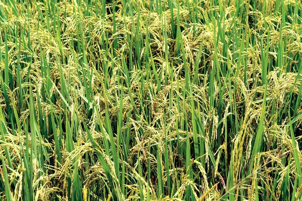 Paisagem Campos Arroz Com Luz Dourada Tailândia — Fotografia de Stock