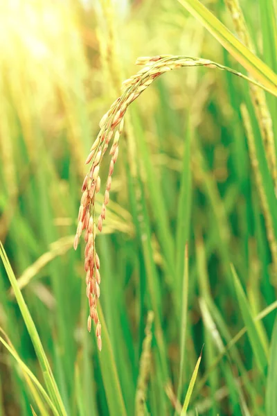 Paisagem Campos Arroz Com Luz Dourada Tailândia — Fotografia de Stock