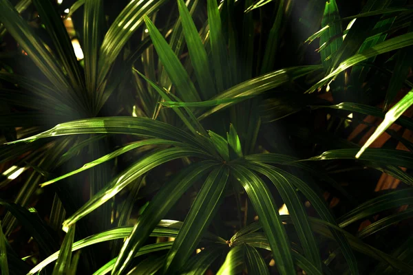 Gröna Löv Mönster Löv Palm Skogen — Stockfoto