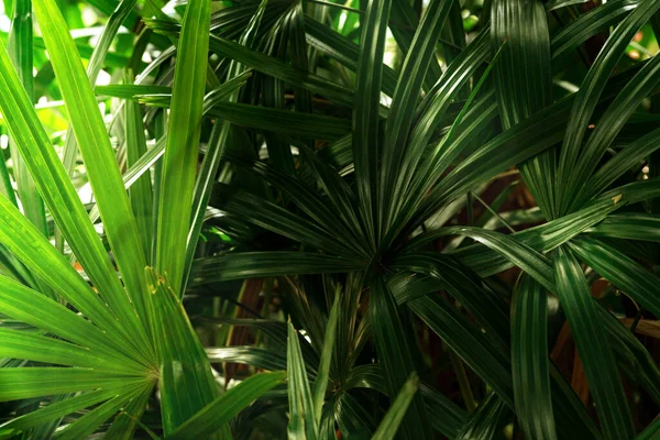 Patrón Hojas Verdes Palmera Hojas Bosque —  Fotos de Stock