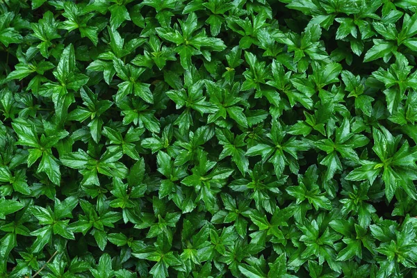緑の葉のパターン 葉のクライミングウェディアツリー クリーピングデイジー シンガポールデイジー — ストック写真