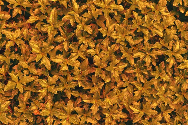 黄金の葉のパターン 葉のクライミングウェディアツリー クリーピングデイジー シンガポールデイジー — ストック写真