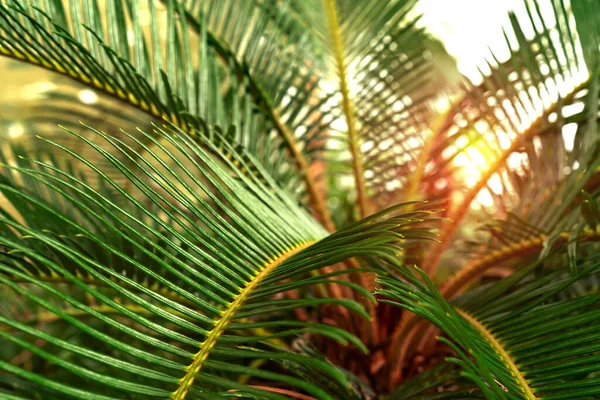 Padrão Folhas Verdes Palmeira Cycadaceae Cycas Revoluta Sago Japonês — Fotografia de Stock