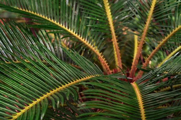 Padrão Folhas Verdes Palmeira Cycadaceae Cycas Revoluta Sago Japonês — Fotografia de Stock