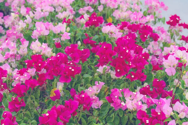 Belle Fleur Bougainvillea Pour Texture Fond Écran Foyer Doux — Photo