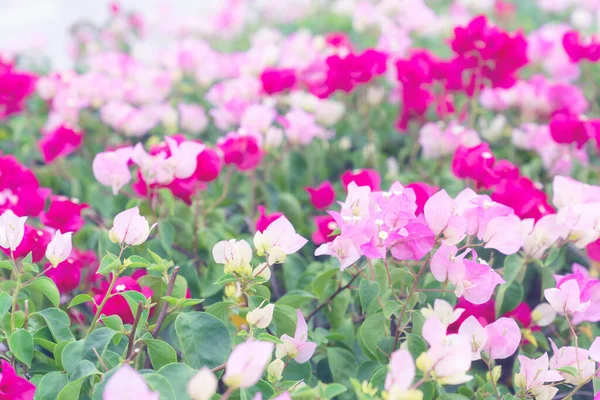 Belle Fleur Bougainvillea Pour Texture Fond Écran Foyer Doux — Photo