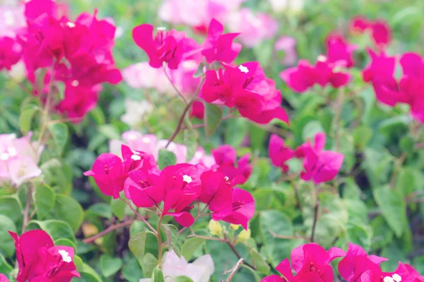 Belle Fleur Bougainvillea Pour Texture Fond Écran Foyer Doux — Photo