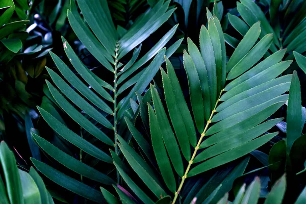 Padrão Folhas Verdes Folha Zamia Furfuracea Floresta — Fotografia de Stock