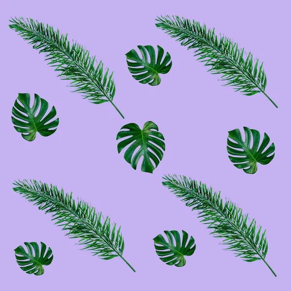 绿色棕榈叶模式为自然概念 热带叶在紫色背纹上 — 图库照片