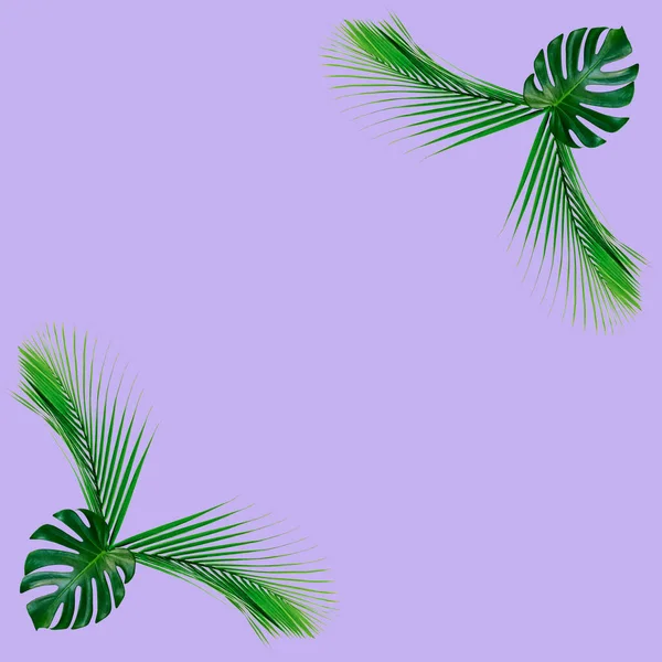 Зеленый Рисунок Пальмовых Листьев Концепции Природы Тропический Лист Фиолетовой Спинке — стоковое фото