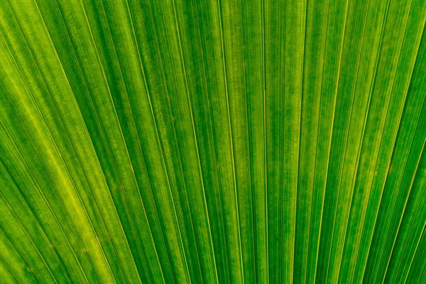 Textura Las Hojas Verdes Hoja Tropical Para Fondo Naturaleza Árbol —  Fotos de Stock