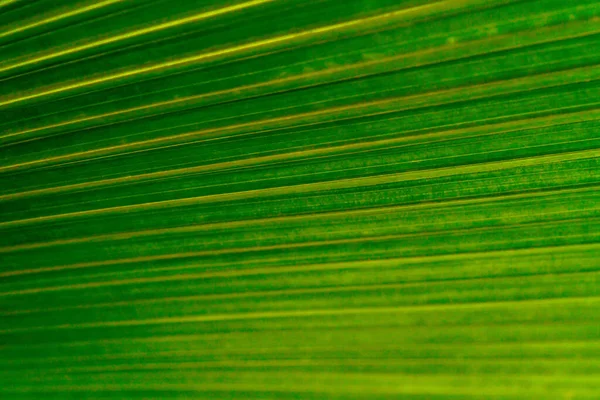 Textura Las Hojas Verdes Hoja Tropical Para Fondo Naturaleza Árbol —  Fotos de Stock