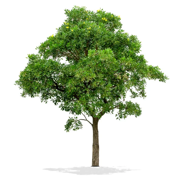 beyaz arkaplanda izole edilmiş yeşil ağaç