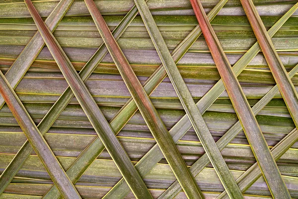 Patrón Hojas Verdes Textura Coco Hoja — Foto de Stock