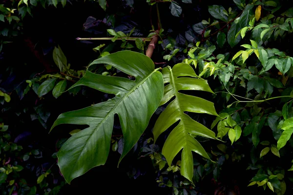 Groene Bladeren Patroon Blad Monster Het Bos Voor Natuur Achtergrond — Stockfoto