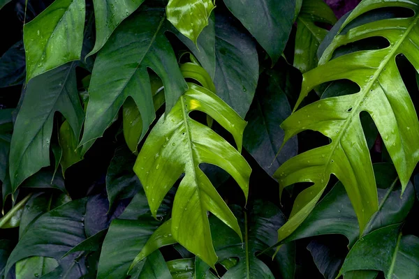 Folhas Verdes Padrão Monstera Folha Floresta Para Fundo Natureza — Fotografia de Stock